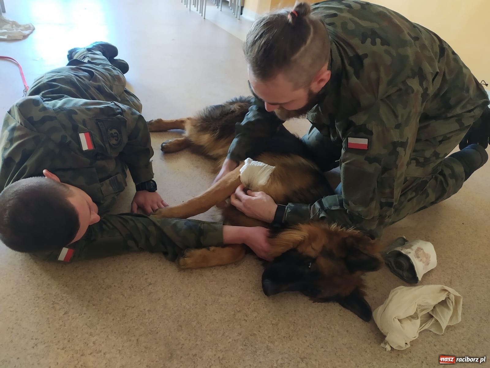 Zdjęcie w galerii na portalu naszraciborz.pl: Śląscy terytorialsi uczą się jak pomagać psim żołnierzom wiadomości z regionu