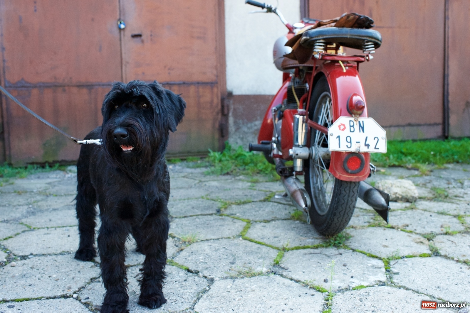 Zdjęcie w galerii na portalu naszraciborz.pl: Rajd Pruski dotarł do zamku w Tworkowie  wiadomości z regionu