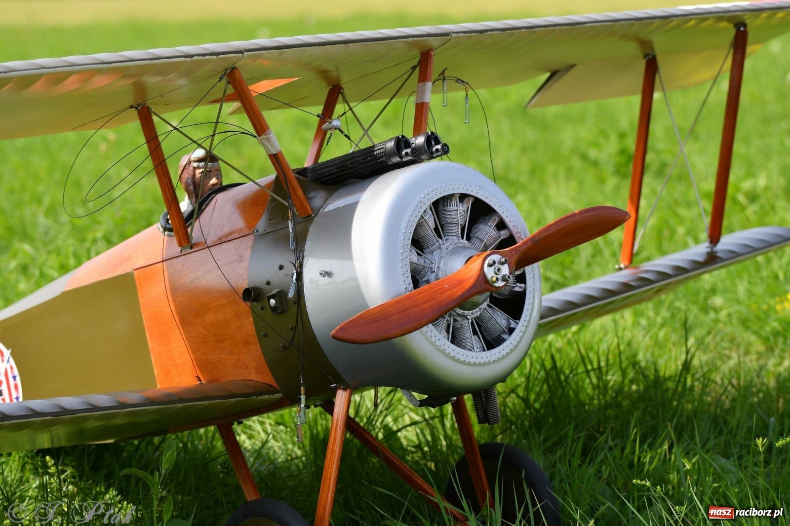 Zdjęcie w galerii na portalu naszraciborz.pl: Raciborskie air show przyciągnęło tłumy  wiadomości z regionu