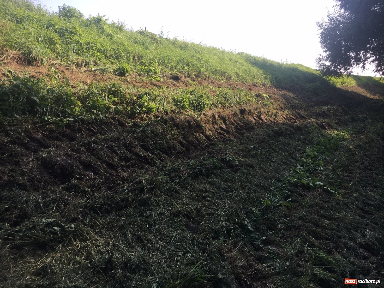 Zdjęcie w galerii na portalu naszraciborz.pl: Radny krytycznie o koszeniu wałów. Wody Polskie odpowiadają [FOTO] wiadomości z regionu