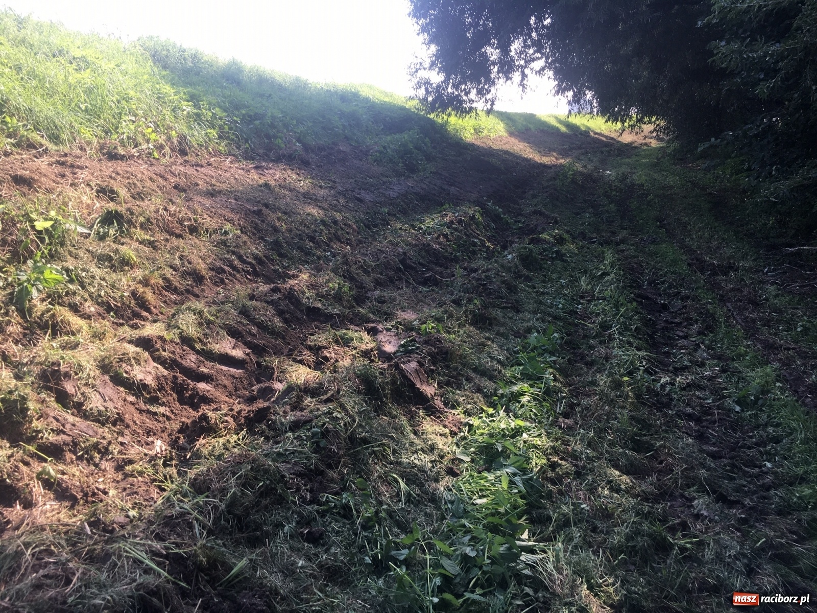 Zdjęcie w galerii na portalu naszraciborz.pl: Radny krytycznie o koszeniu wałów. Wody Polskie odpowiadają [FOTO] wiadomości z regionu
