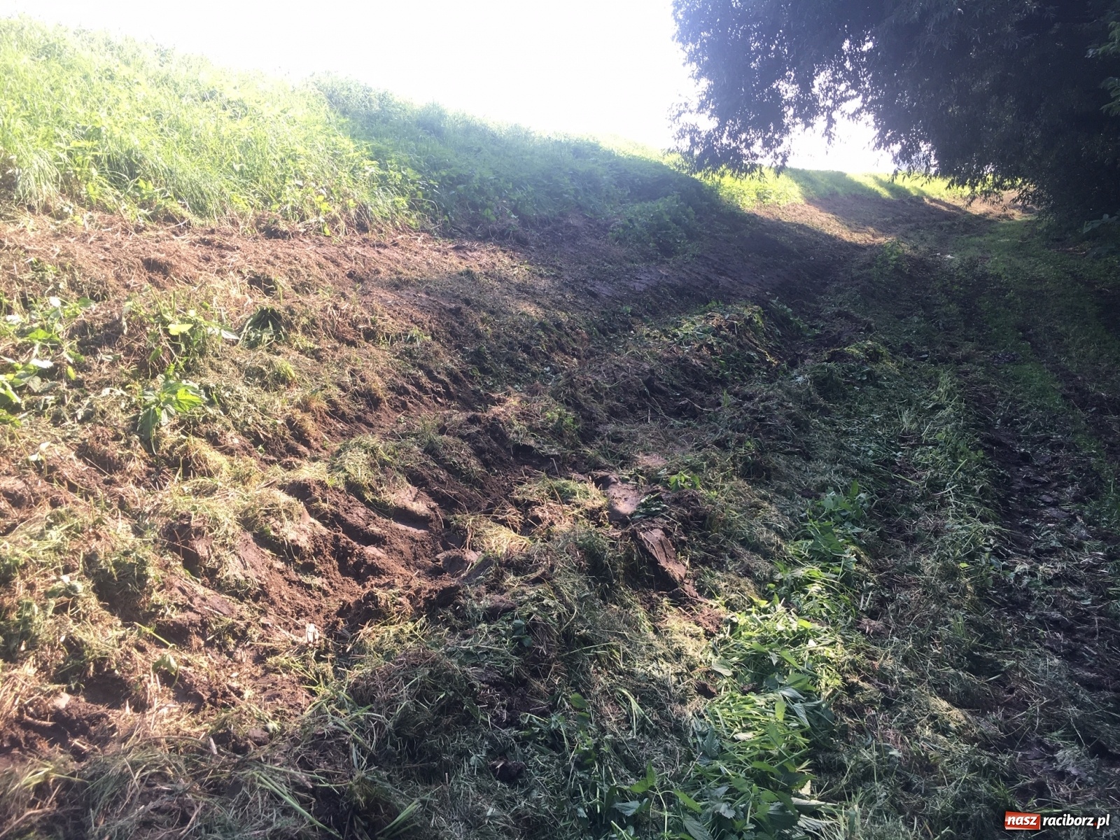 Zdjęcie w galerii na portalu naszraciborz.pl: Radny krytycznie o koszeniu wałów. Wody Polskie odpowiadają [FOTO] wiadomości z regionu