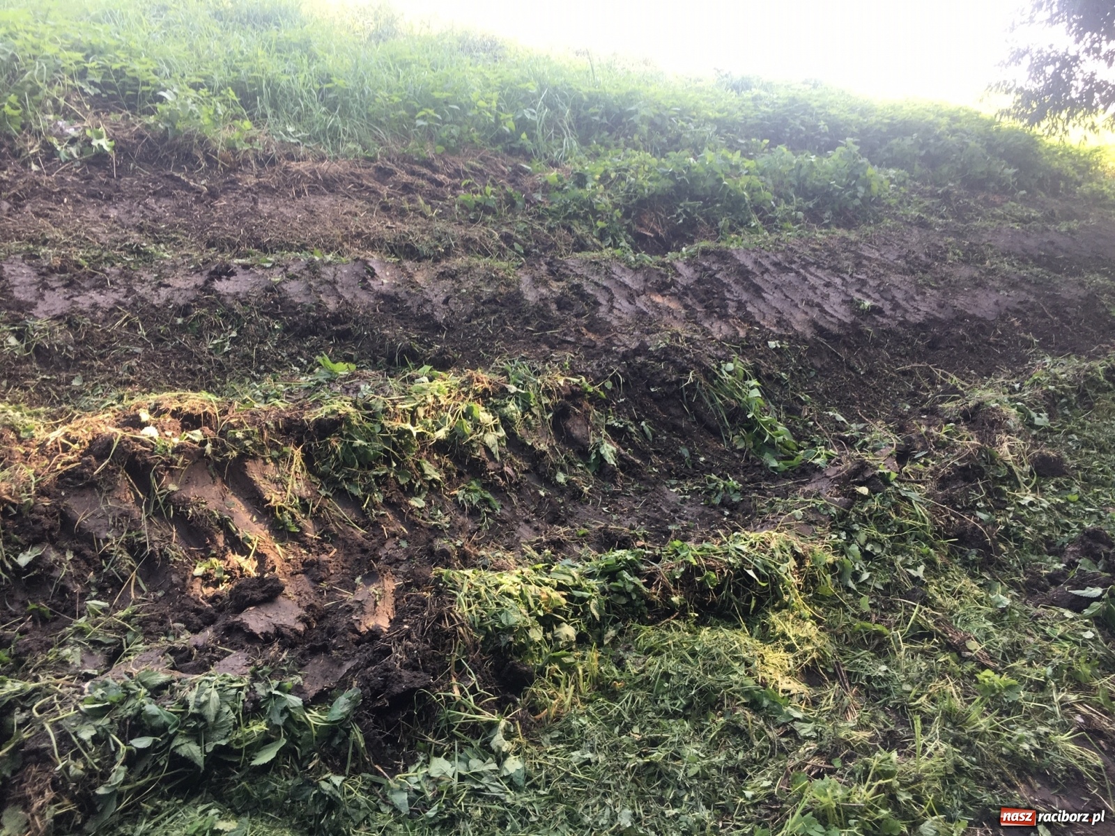 Zdjęcie w galerii na portalu naszraciborz.pl: Radny krytycznie o koszeniu wałów. Wody Polskie odpowiadają [FOTO] wiadomości z regionu