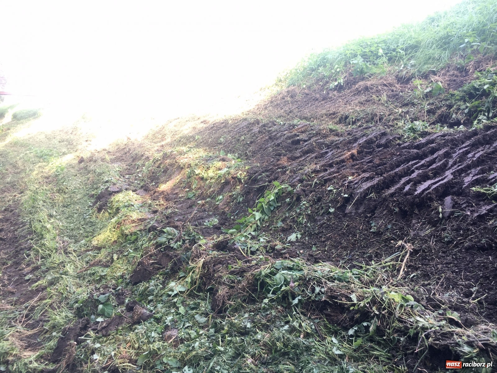 Zdjęcie w galerii na portalu naszraciborz.pl: Radny krytycznie o koszeniu wałów. Wody Polskie odpowiadają [FOTO] wiadomości z regionu
