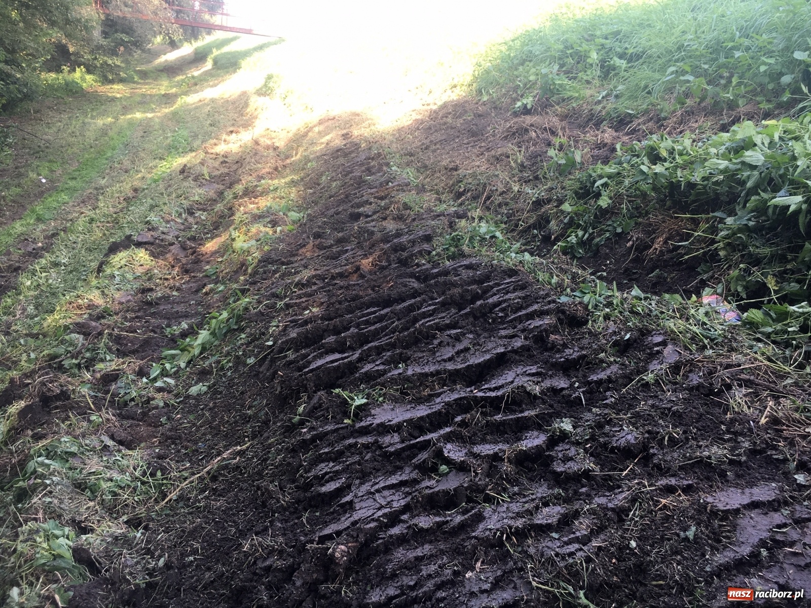 Zdjęcie w galerii na portalu naszraciborz.pl: Radny krytycznie o koszeniu wałów. Wody Polskie odpowiadają [FOTO] wiadomości z regionu