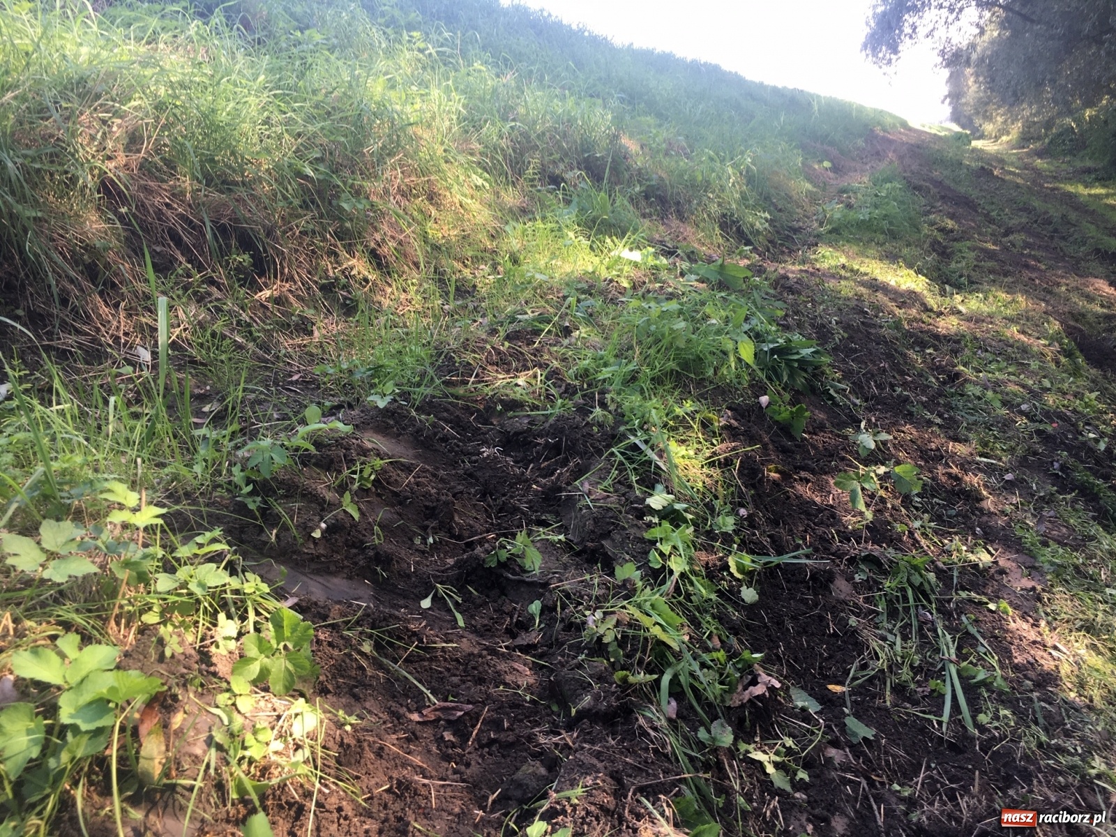 Zdjęcie w galerii na portalu naszraciborz.pl: Radny krytycznie o koszeniu wałów. Wody Polskie odpowiadają [FOTO] wiadomości z regionu