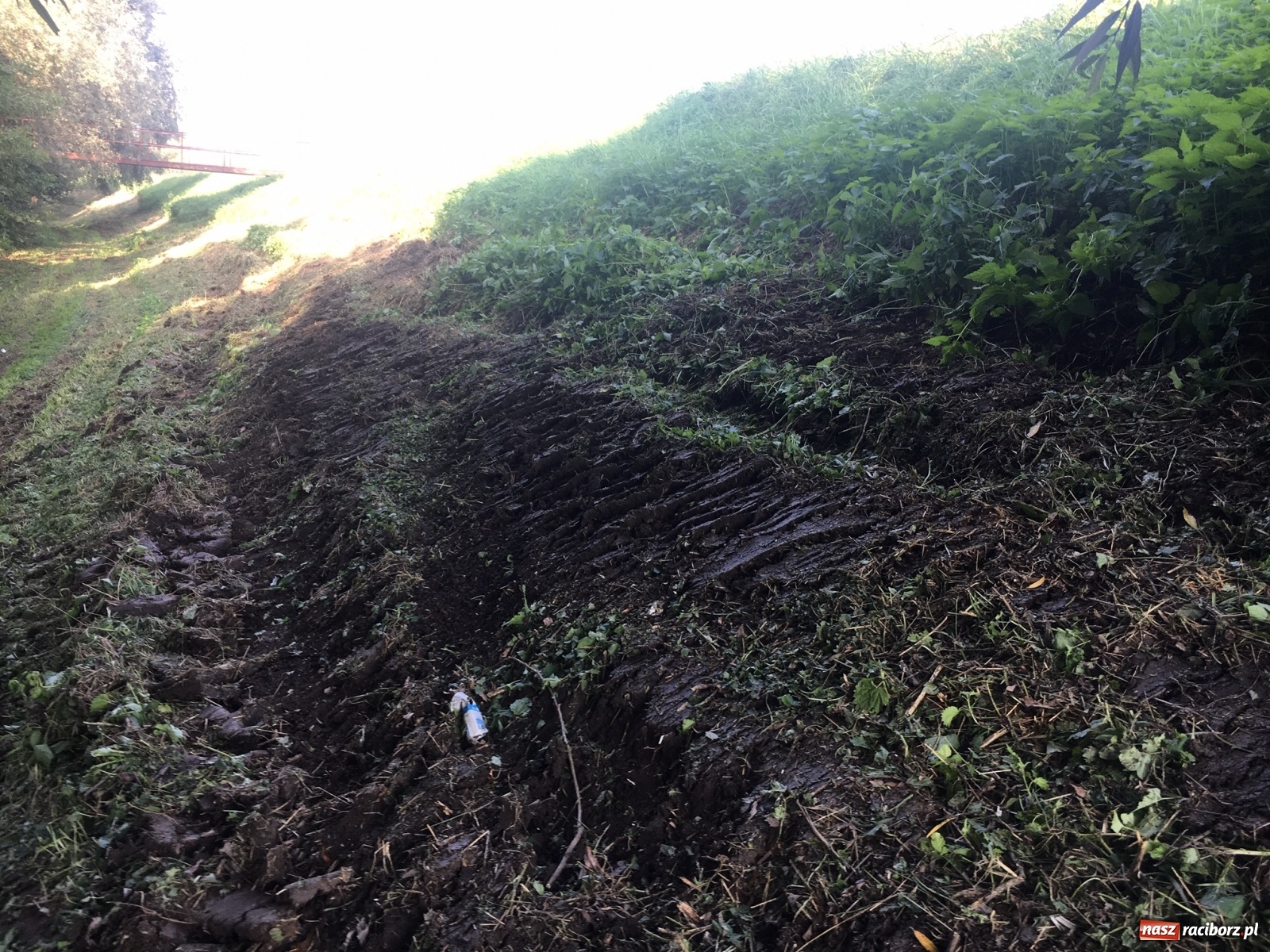 Zdjęcie w galerii na portalu naszraciborz.pl: Radny krytycznie o koszeniu wałów. Wody Polskie odpowiadają [FOTO] wiadomości z regionu
