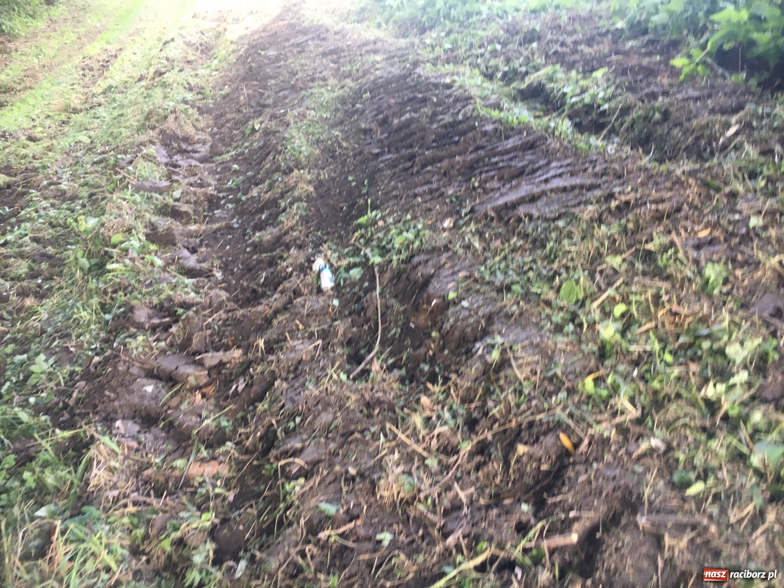 Zdjęcie w galerii na portalu naszraciborz.pl: Radny krytycznie o koszeniu wałów. Wody Polskie odpowiadają [FOTO] wiadomości z regionu