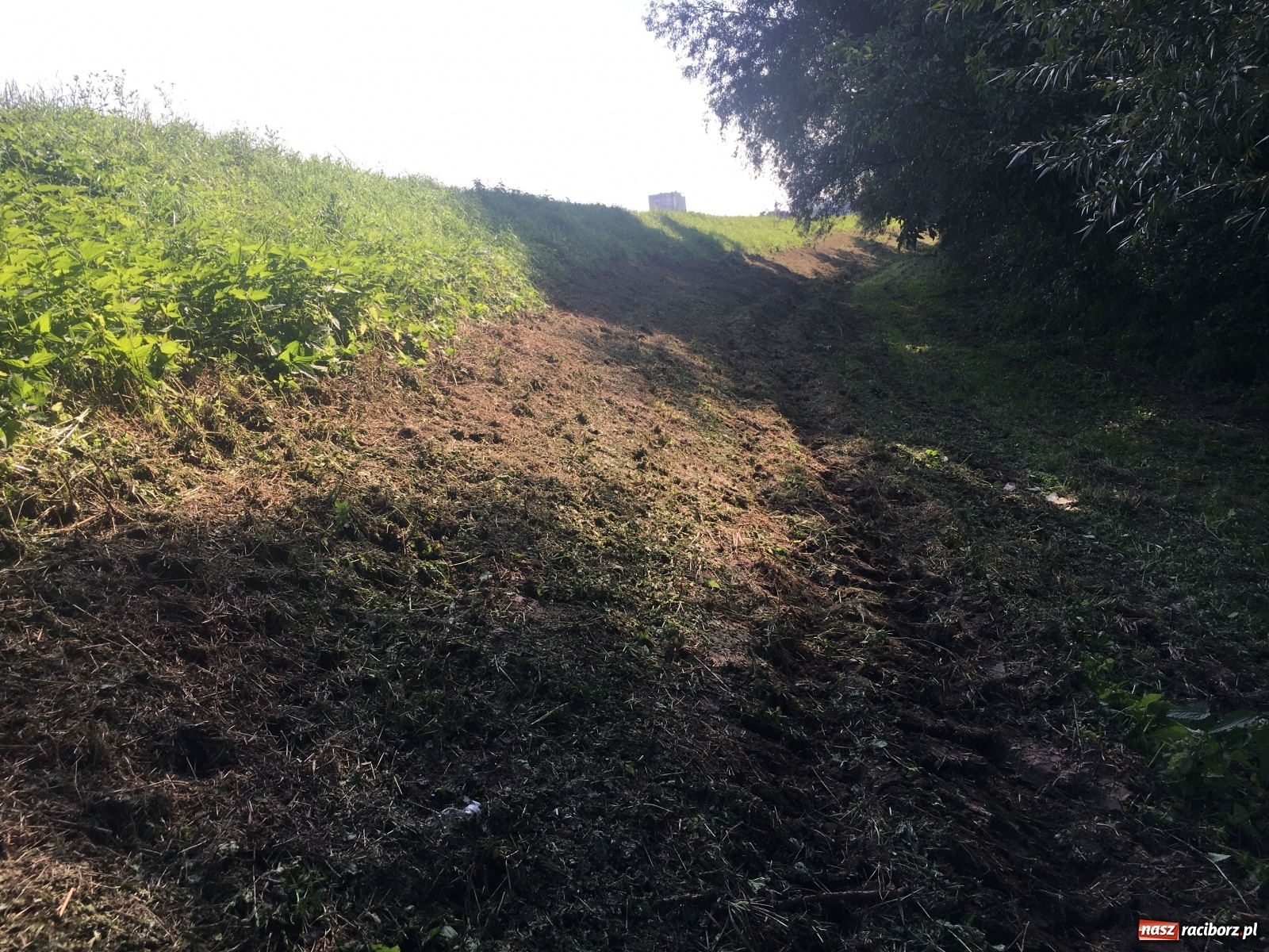 Zdjęcie w galerii na portalu naszraciborz.pl: Radny krytycznie o koszeniu wałów. Wody Polskie odpowiadają [FOTO] wiadomości z regionu