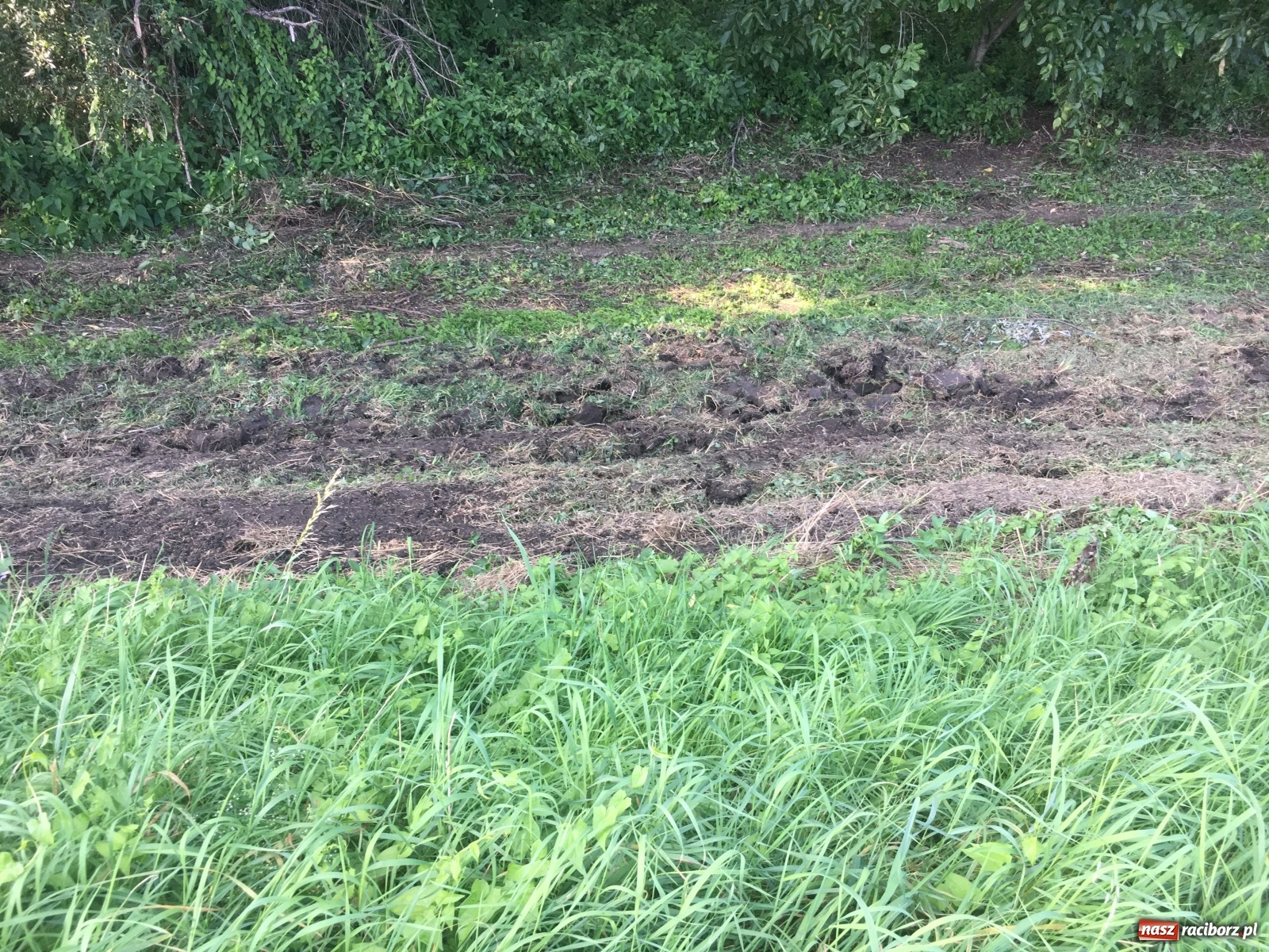 Zdjęcie w galerii na portalu naszraciborz.pl: Radny krytycznie o koszeniu wałów. Wody Polskie odpowiadają [FOTO] wiadomości z regionu