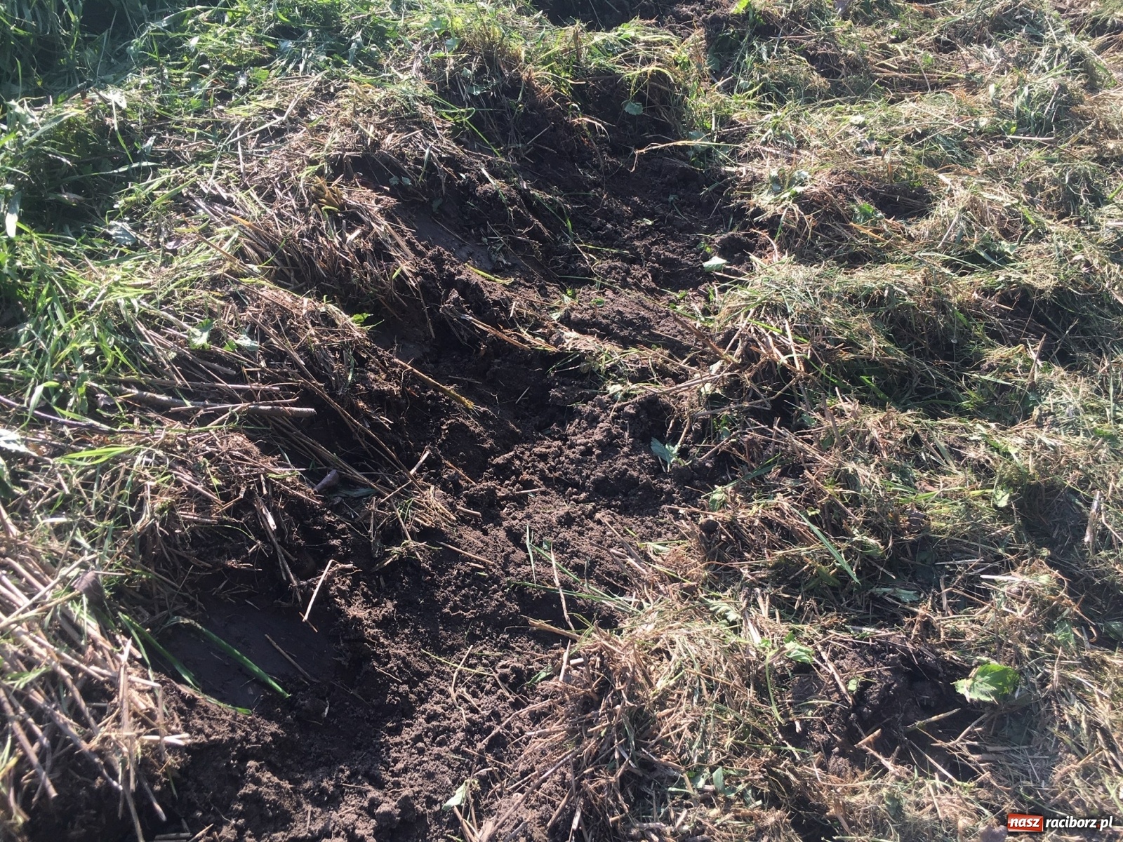 Zdjęcie w galerii na portalu naszraciborz.pl: Radny krytycznie o koszeniu wałów. Wody Polskie odpowiadają [FOTO] wiadomości z regionu