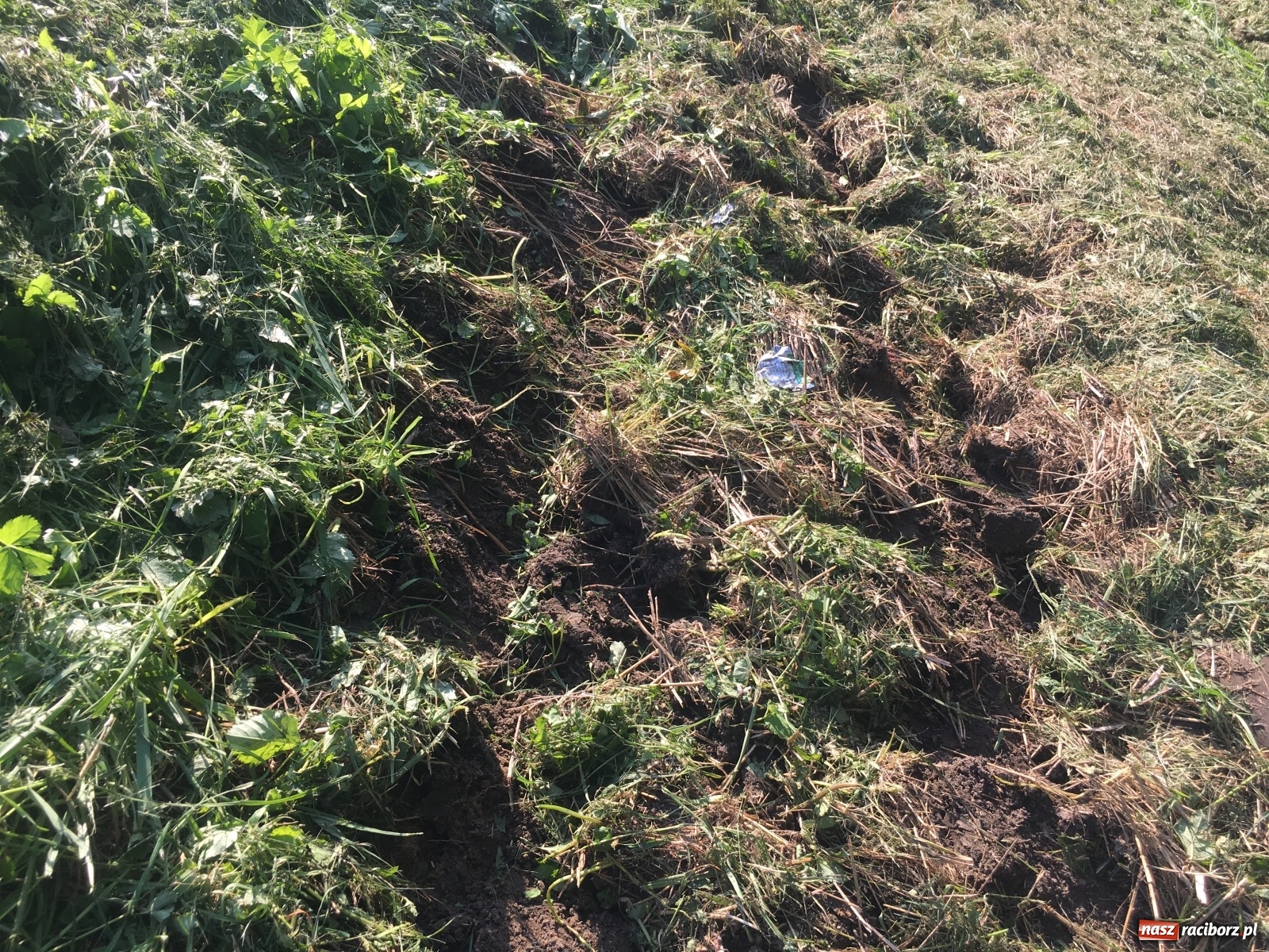 Zdjęcie w galerii na portalu naszraciborz.pl: Radny krytycznie o koszeniu wałów. Wody Polskie odpowiadają [FOTO] wiadomości z regionu