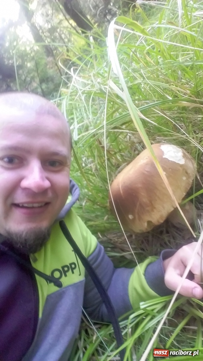 Zdjęcie w galerii na portalu naszraciborz.pl: Prawdziwek gigant z raciborskiego lasu wiadomości z regionu