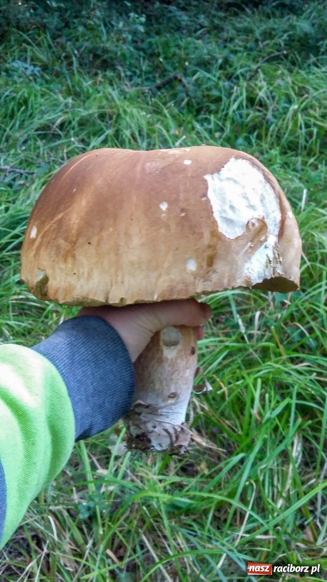 Zdjęcie w galerii na portalu naszraciborz.pl: Prawdziwek gigant z raciborskiego lasu wiadomości z regionu