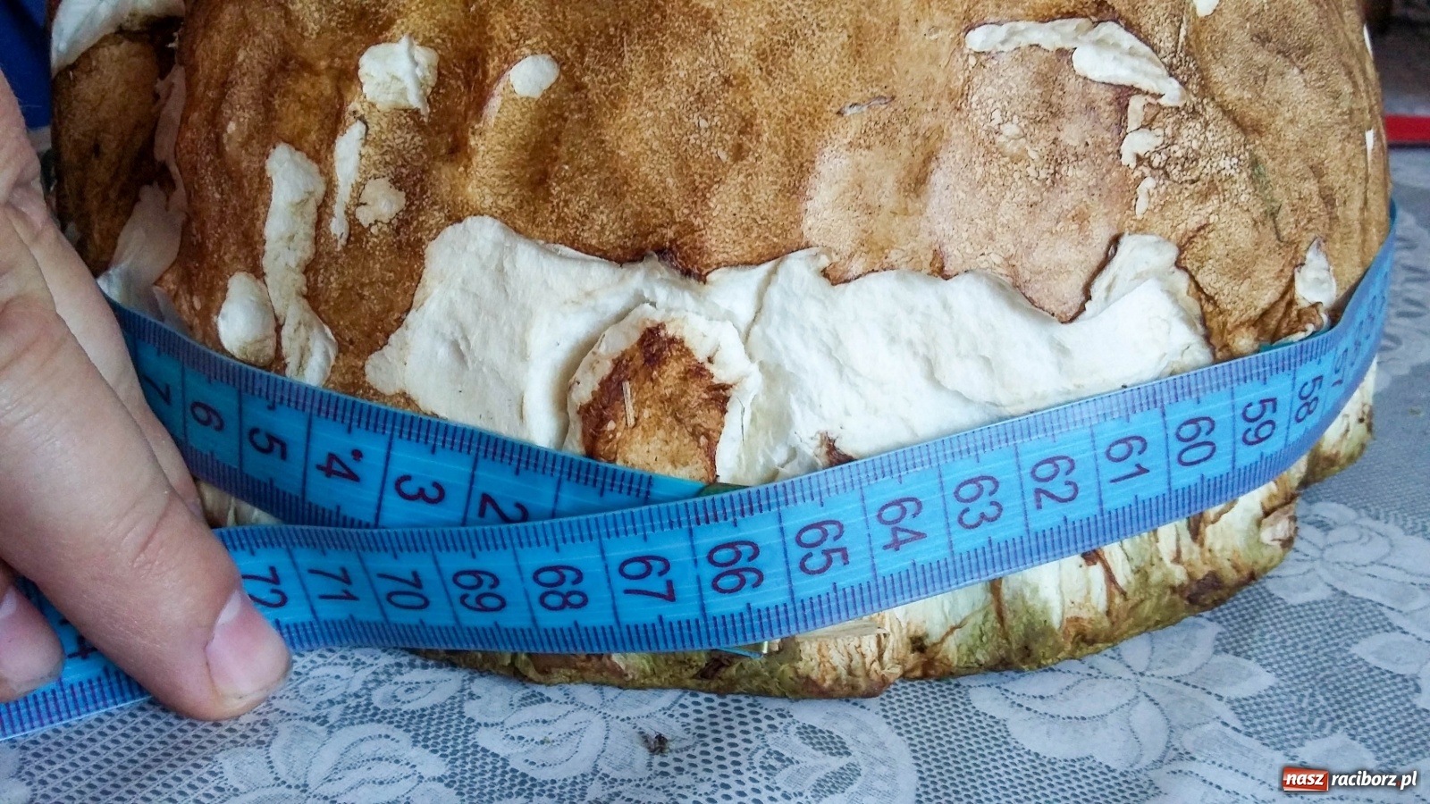 Zdjęcie w galerii na portalu naszraciborz.pl: Prawdziwek gigant z raciborskiego lasu wiadomości z regionu