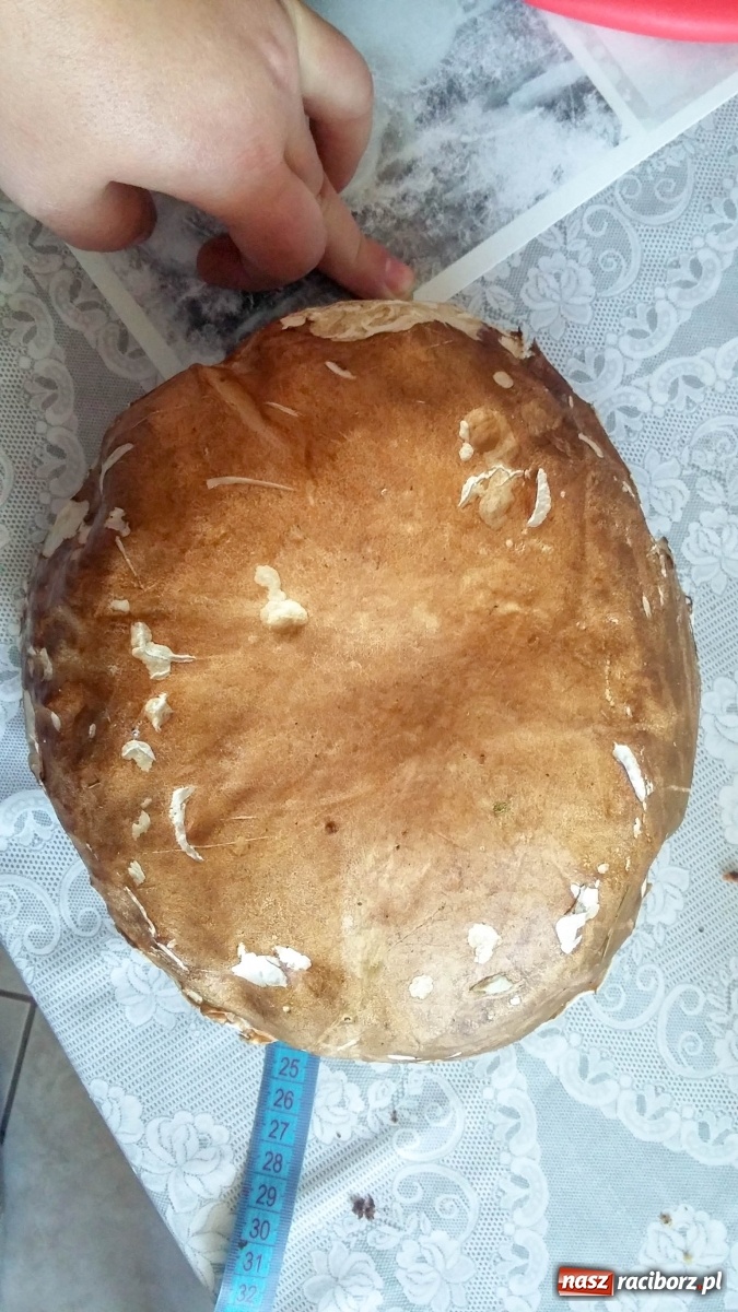 Zdjęcie w galerii na portalu naszraciborz.pl: Prawdziwek gigant z raciborskiego lasu wiadomości z regionu