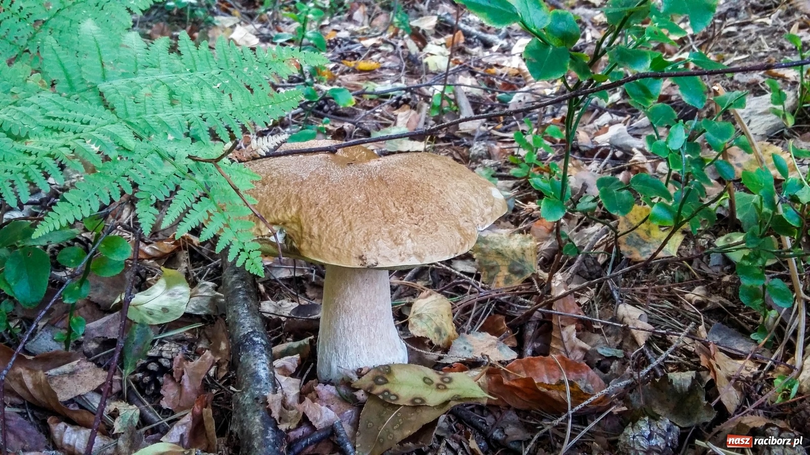 Zdjęcie w galerii na portalu naszraciborz.pl: Prawdziwek gigant z raciborskiego lasu wiadomości z regionu