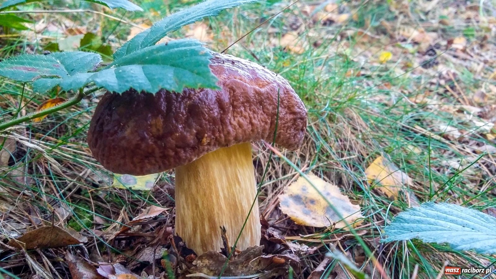 Zdjęcie w galerii na portalu naszraciborz.pl: Prawdziwek gigant z raciborskiego lasu wiadomości z regionu