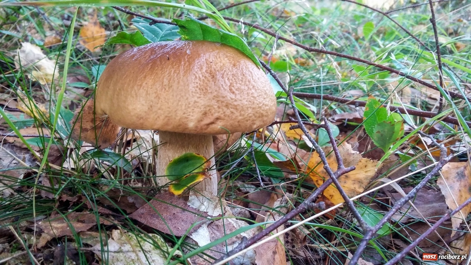 Zdjęcie w galerii na portalu naszraciborz.pl: Prawdziwek gigant z raciborskiego lasu wiadomości z regionu