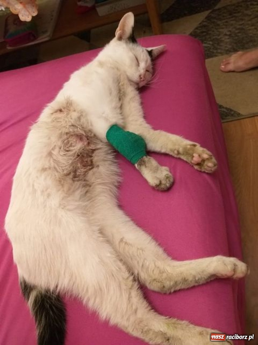 Zdjęcie w galerii na portalu naszraciborz.pl: Bestialstwo na Ostrogu  wiadomości z regionu