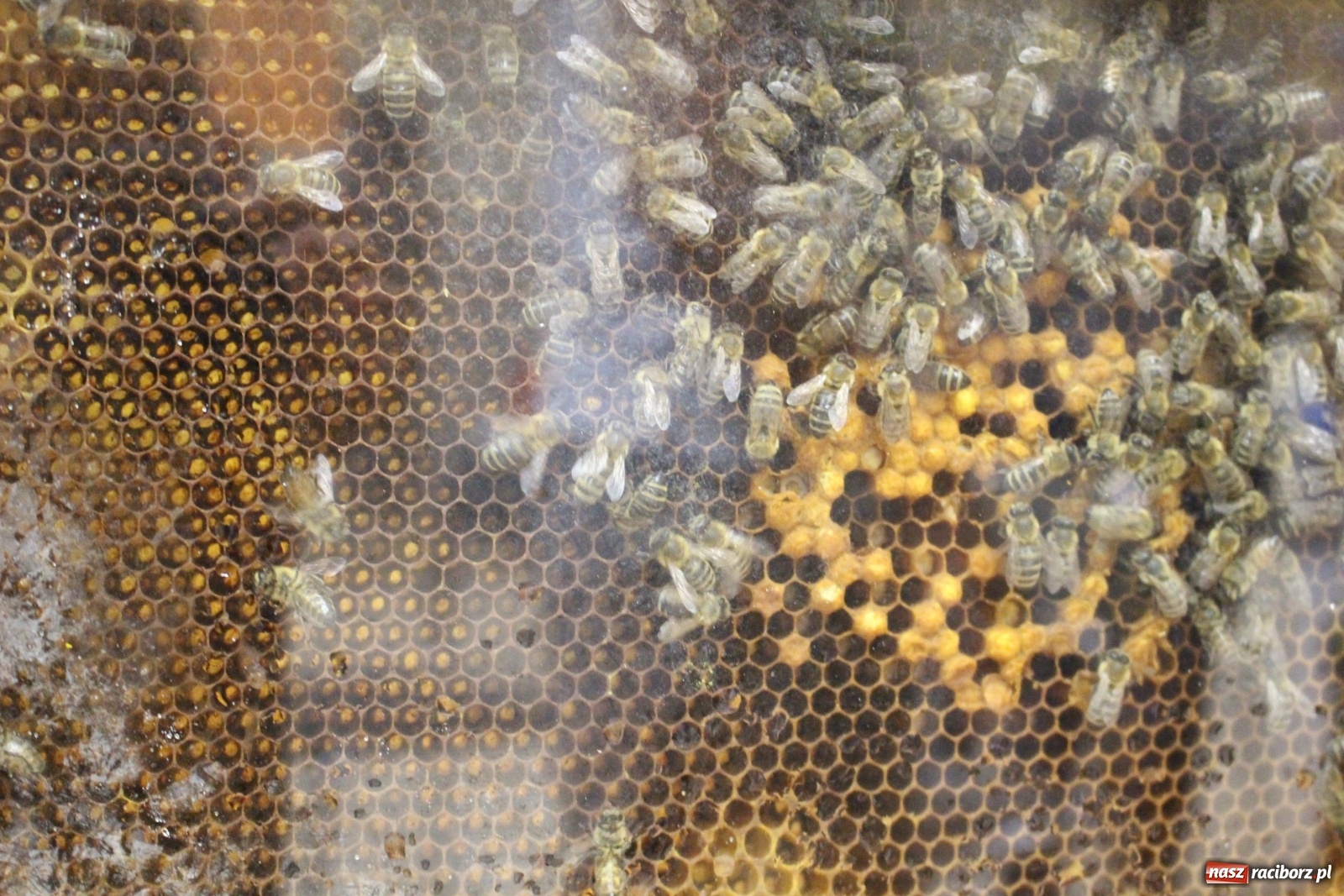 Zdjęcie w galerii na portalu naszraciborz.pl: Ruszyły spotkania i warsztaty w ramach projektu Przystanek kulturalny Nędza wiadomości z regionu