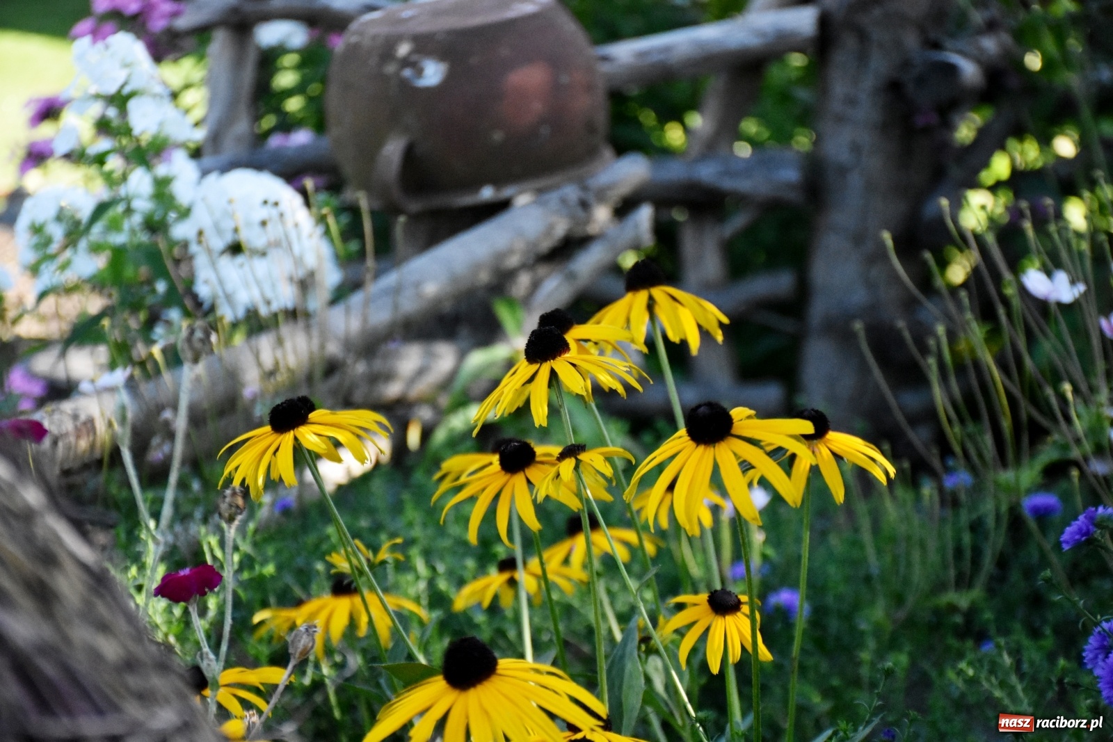 Zdjęcie w galerii na portalu naszraciborz.pl: Ogród z Krzyżanowic zagościł w programach TVN wiadomości z regionu