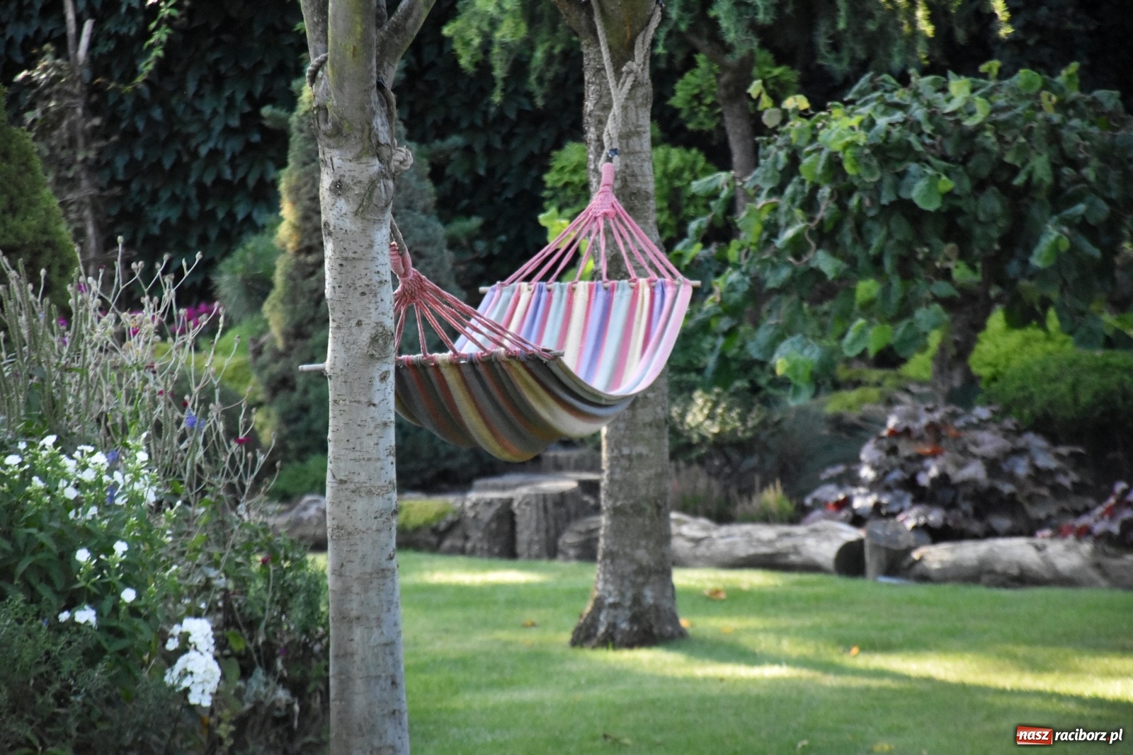 Zdjęcie w galerii na portalu naszraciborz.pl: Ogród z Krzyżanowic zagościł w programach TVN wiadomości z regionu