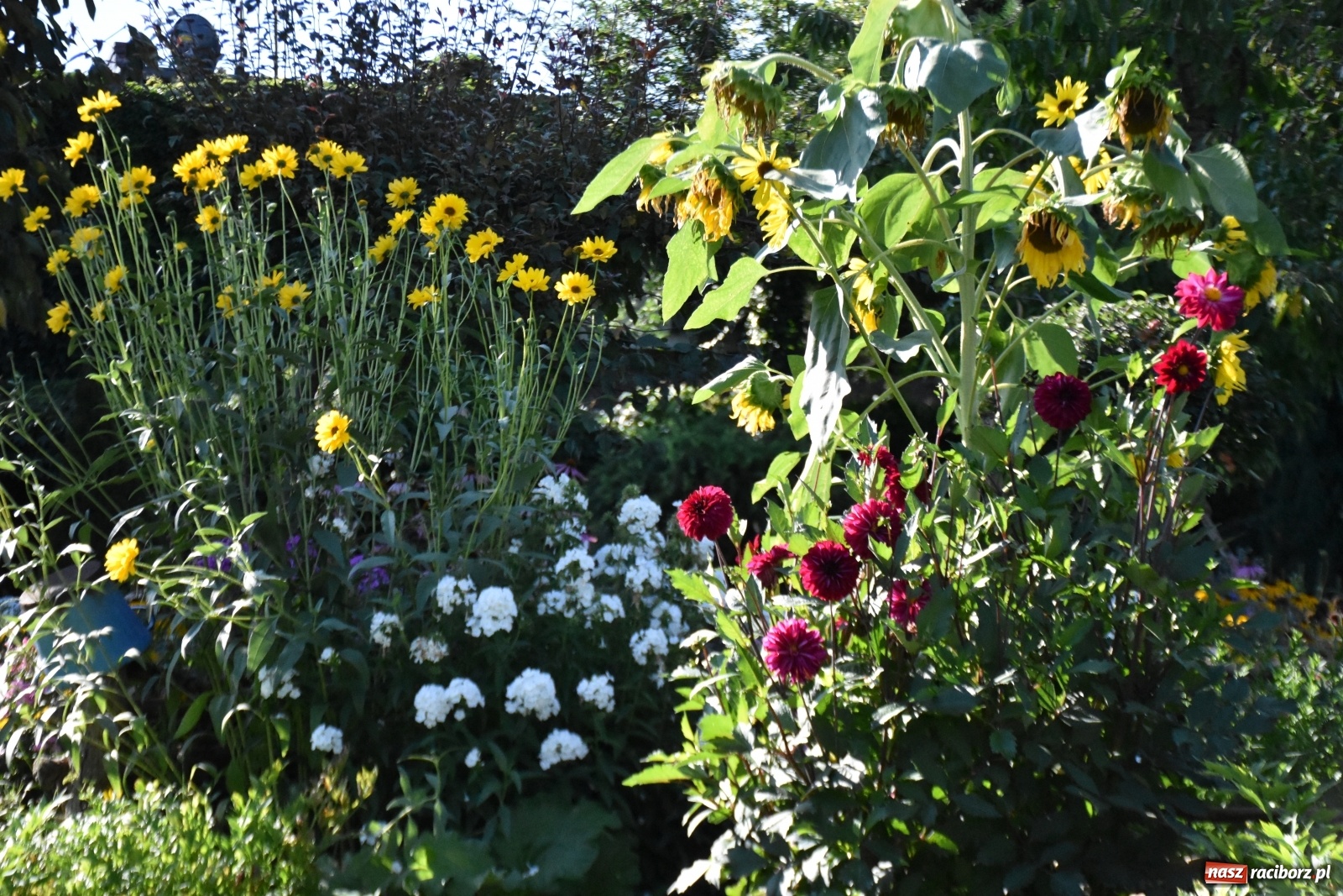 Zdjęcie w galerii na portalu naszraciborz.pl: Ogród z Krzyżanowic zagościł w programach TVN wiadomości z regionu