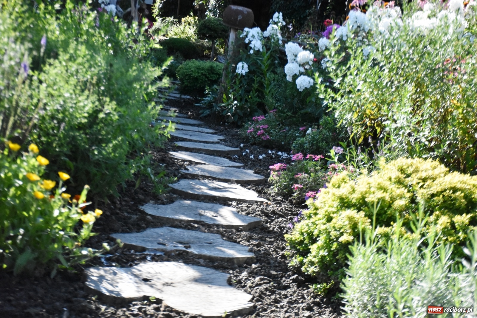 Zdjęcie w galerii na portalu naszraciborz.pl: Ogród z Krzyżanowic zagościł w programach TVN wiadomości z regionu