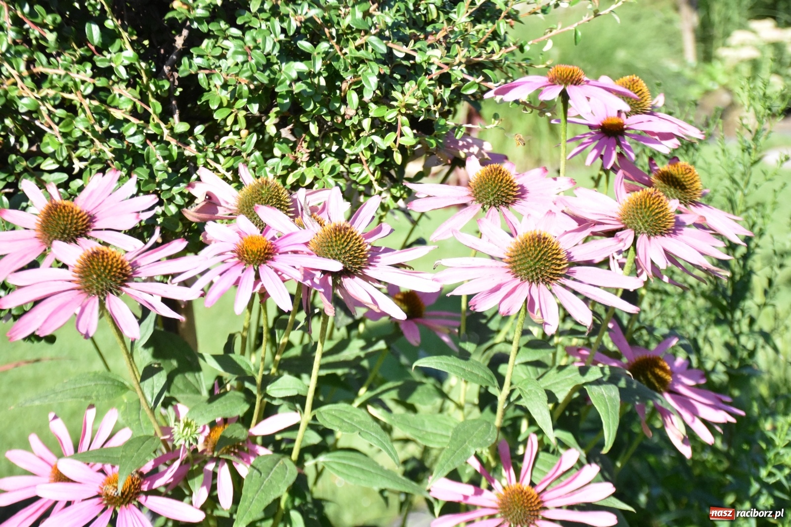 Zdjęcie w galerii na portalu naszraciborz.pl: Ogród z Krzyżanowic zagościł w programach TVN wiadomości z regionu