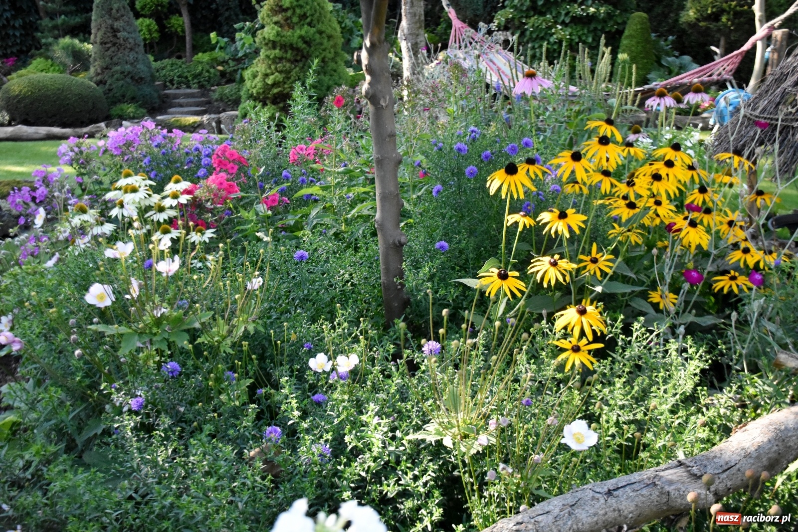 Zdjęcie w galerii na portalu naszraciborz.pl: Ogród z Krzyżanowic zagościł w programach TVN wiadomości z regionu