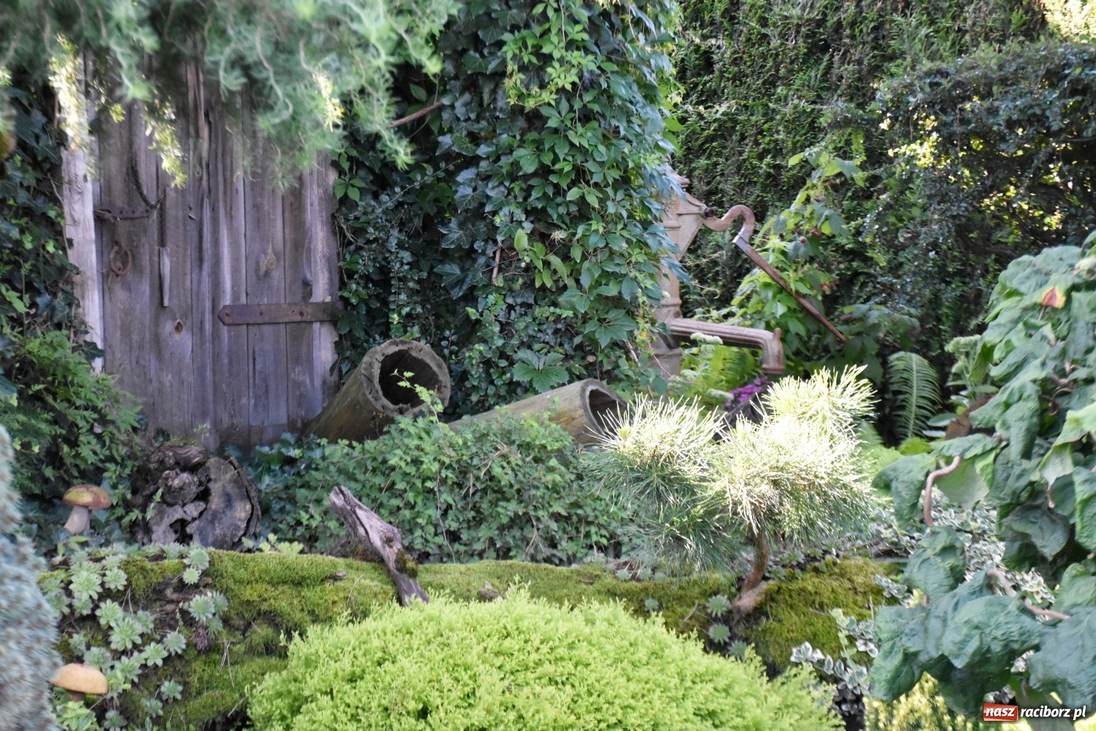 Zdjęcie w galerii na portalu naszraciborz.pl: Ogród z Krzyżanowic zagościł w programach TVN wiadomości z regionu