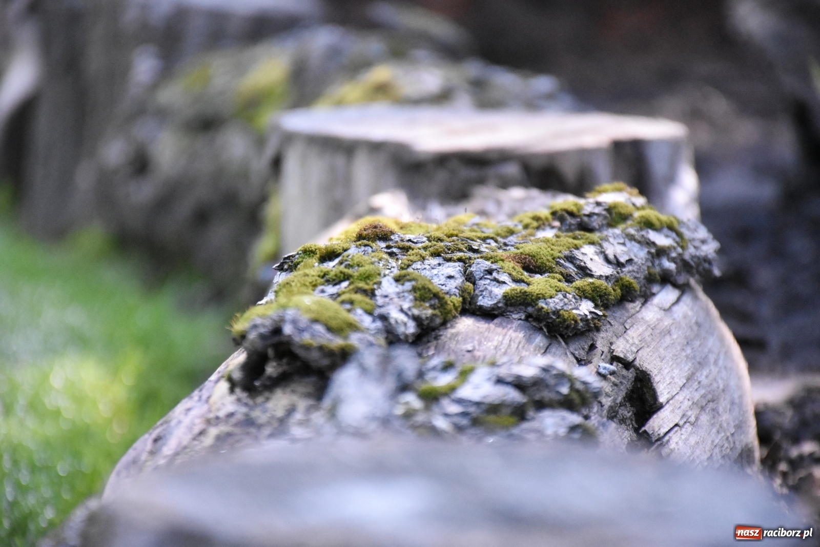 Zdjęcie w galerii na portalu naszraciborz.pl: Ogród z Krzyżanowic zagościł w programach TVN wiadomości z regionu