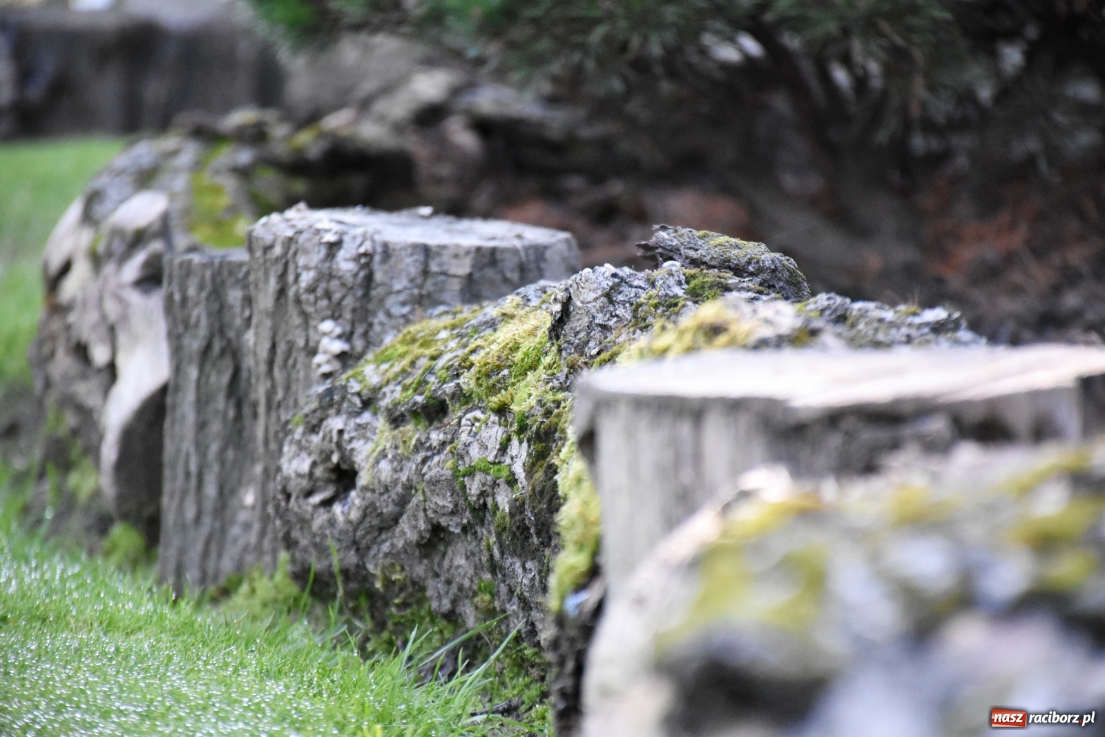 Zdjęcie w galerii na portalu naszraciborz.pl: Ogród z Krzyżanowic zagościł w programach TVN wiadomości z regionu