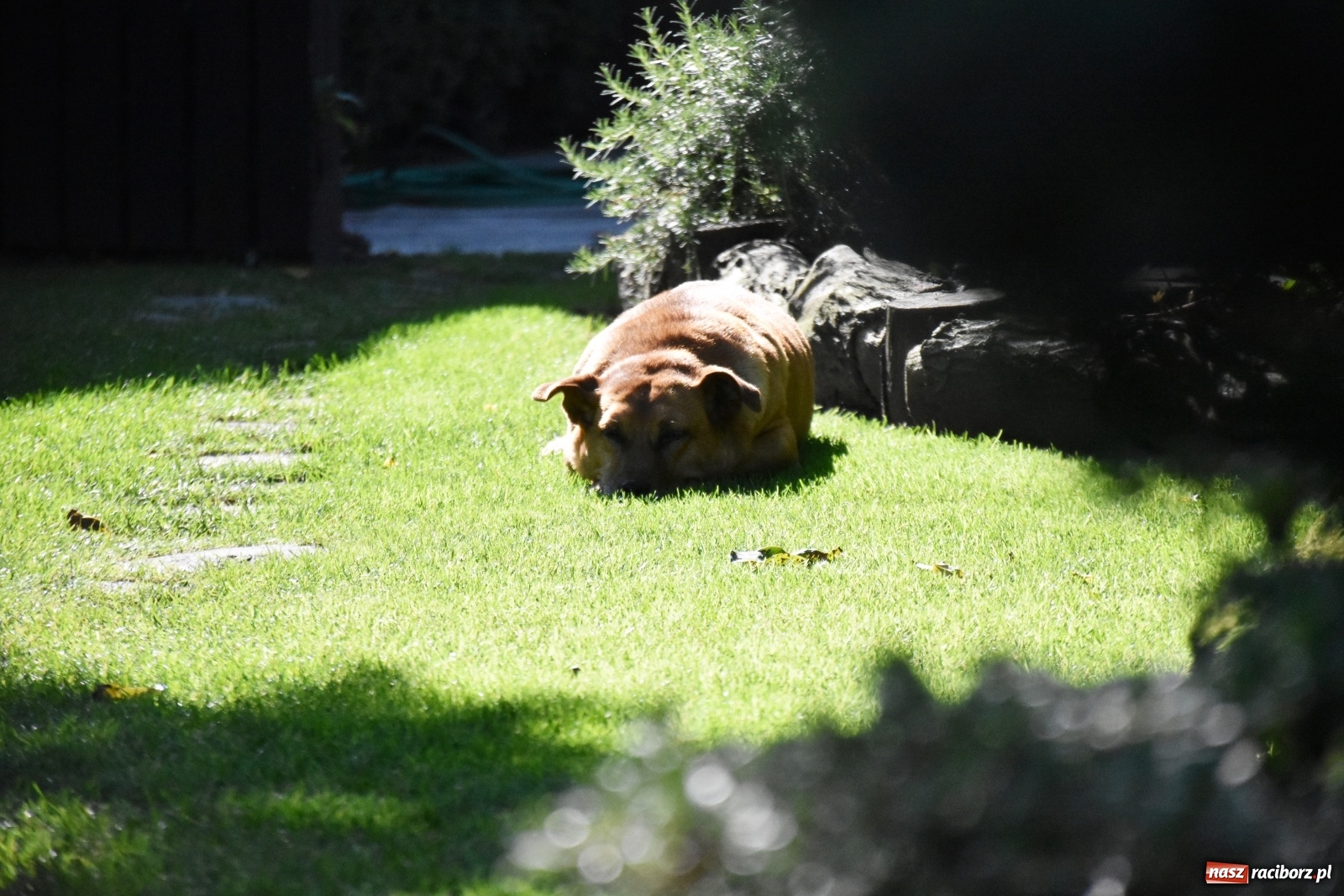Zdjęcie w galerii na portalu naszraciborz.pl: Ogród z Krzyżanowic zagościł w programach TVN wiadomości z regionu