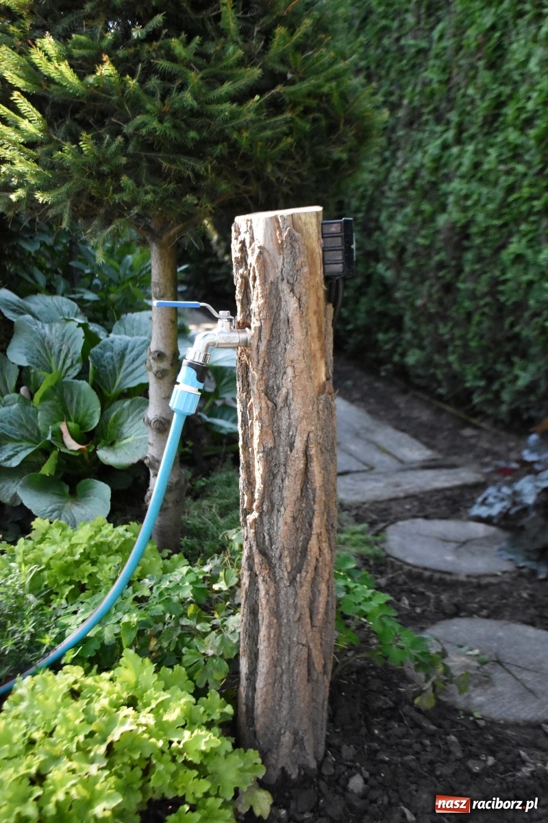 Zdjęcie w galerii na portalu naszraciborz.pl: Ogród z Krzyżanowic zagościł w programach TVN wiadomości z regionu