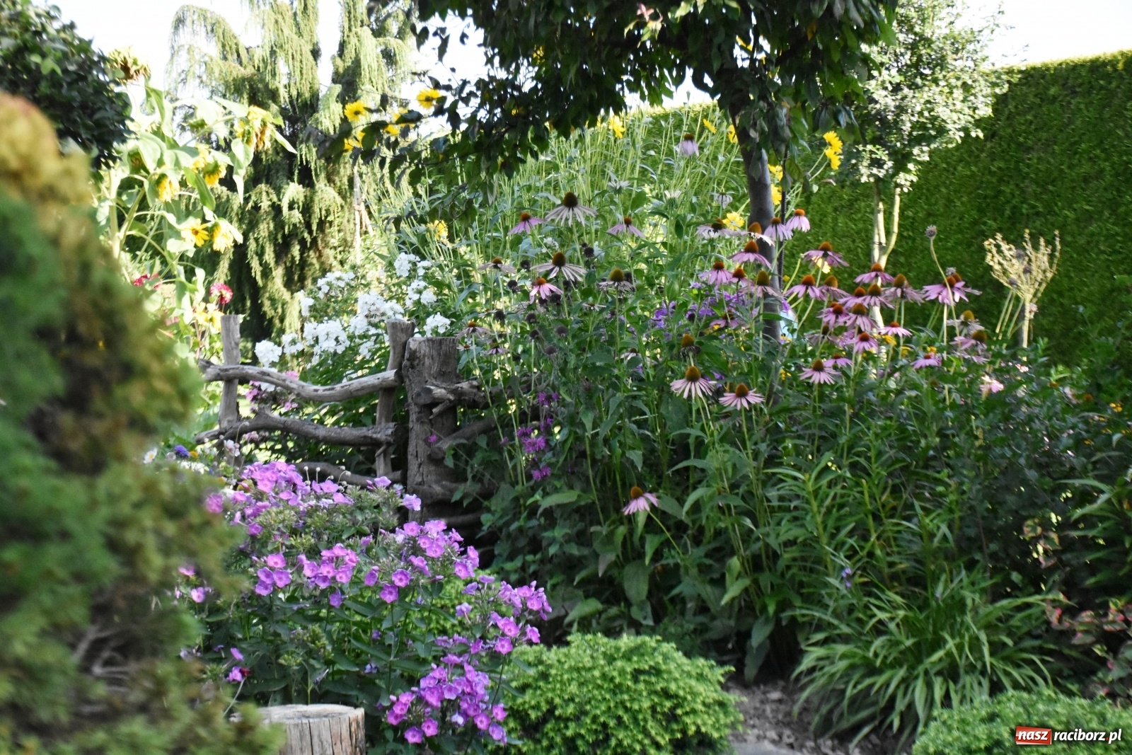 Zdjęcie w galerii na portalu naszraciborz.pl: Ogród z Krzyżanowic zagościł w programach TVN wiadomości z regionu