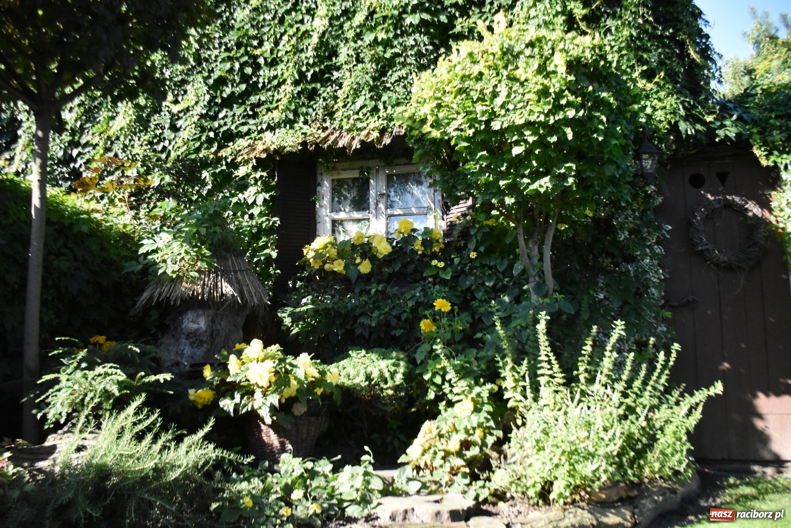 Zdjęcie w galerii na portalu naszraciborz.pl: Ogród z Krzyżanowic zagościł w programach TVN wiadomości z regionu