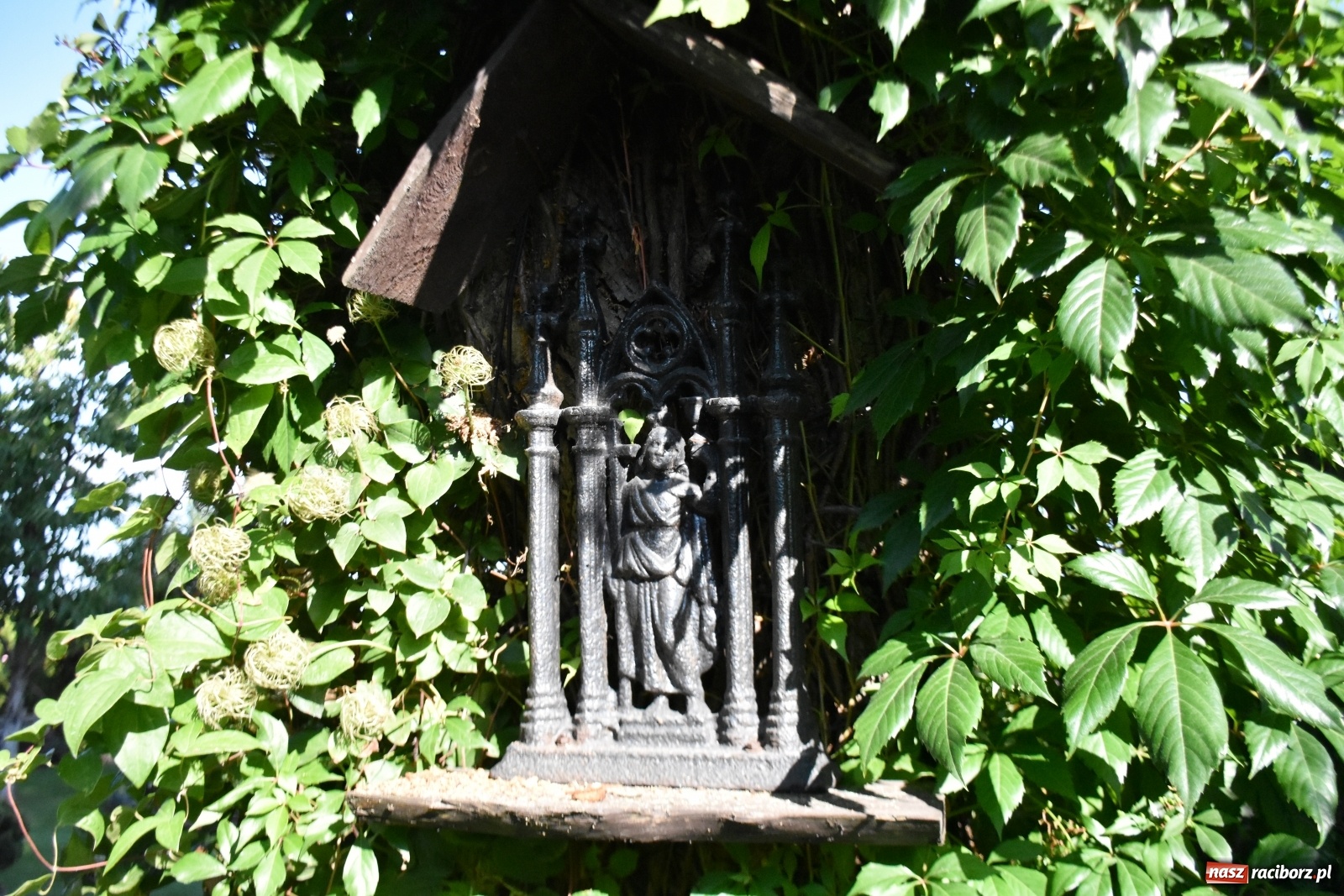 Zdjęcie w galerii na portalu naszraciborz.pl: Ogród z Krzyżanowic zagościł w programach TVN wiadomości z regionu