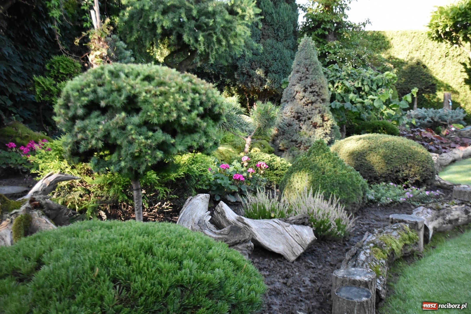 Zdjęcie w galerii na portalu naszraciborz.pl: Ogród z Krzyżanowic zagościł w programach TVN wiadomości z regionu