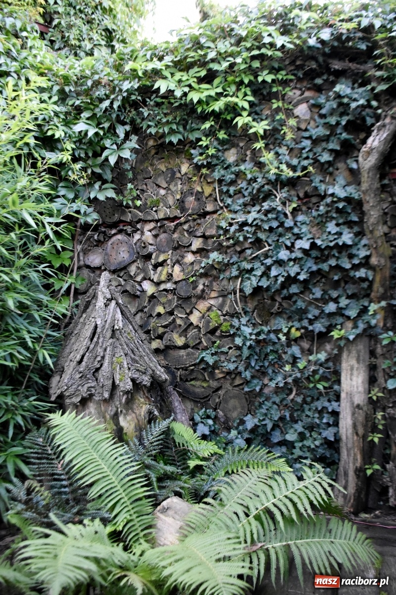 Zdjęcie w galerii na portalu naszraciborz.pl: Ogród z Krzyżanowic zagościł w programach TVN wiadomości z regionu