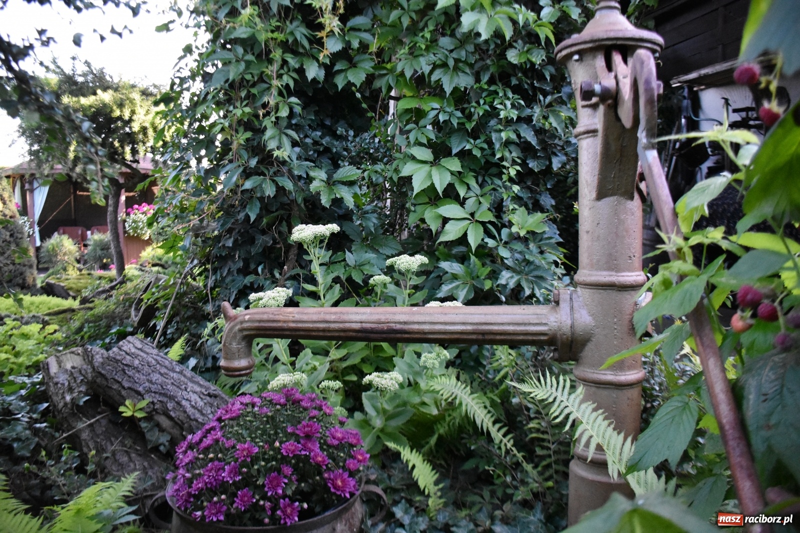 Zdjęcie w galerii na portalu naszraciborz.pl: Ogród z Krzyżanowic zagościł w programach TVN wiadomości z regionu