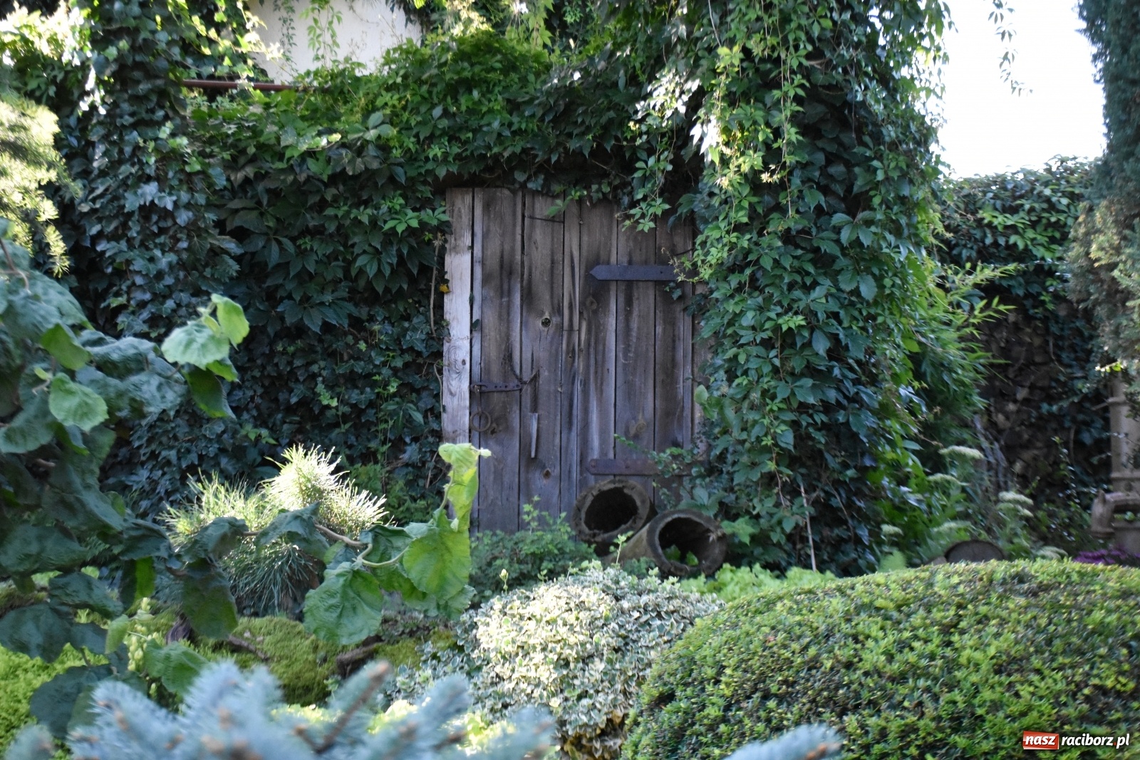 Zdjęcie w galerii na portalu naszraciborz.pl: Ogród z Krzyżanowic zagościł w programach TVN wiadomości z regionu