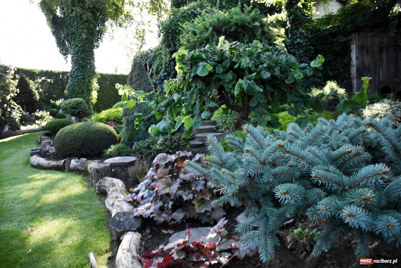 Zdjęcie w galerii na portalu naszraciborz.pl: Ogród z Krzyżanowic zagościł w programach TVN wiadomości z regionu