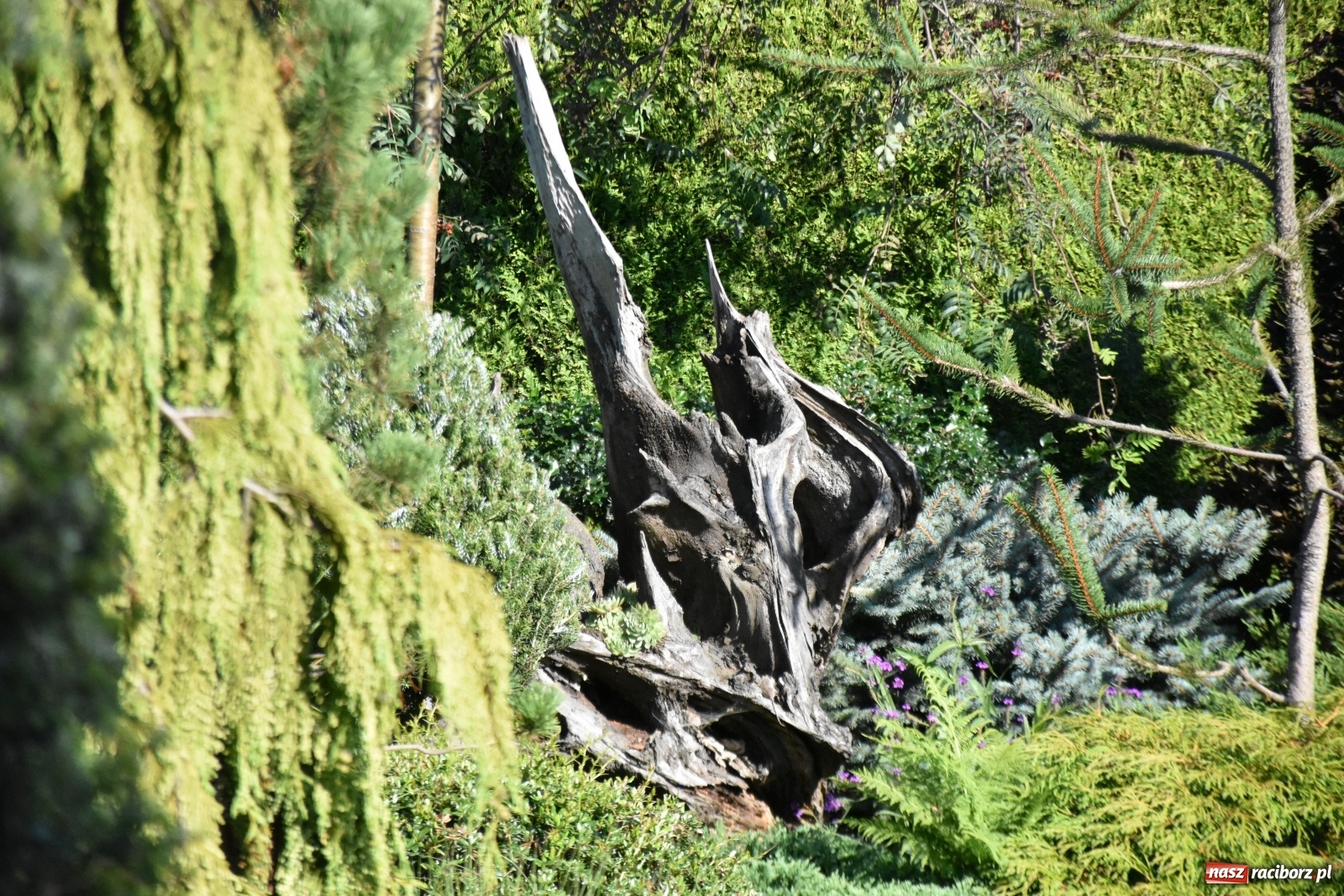 Zdjęcie w galerii na portalu naszraciborz.pl: Ogród z Krzyżanowic zagościł w programach TVN wiadomości z regionu