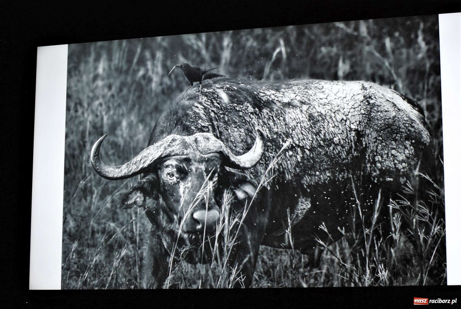 Zdjęcie w galerii na portalu naszraciborz.pl: Plecenie wianków, slajdowisko o Ugandzie i warsztaty DIY wiadomości z regionu