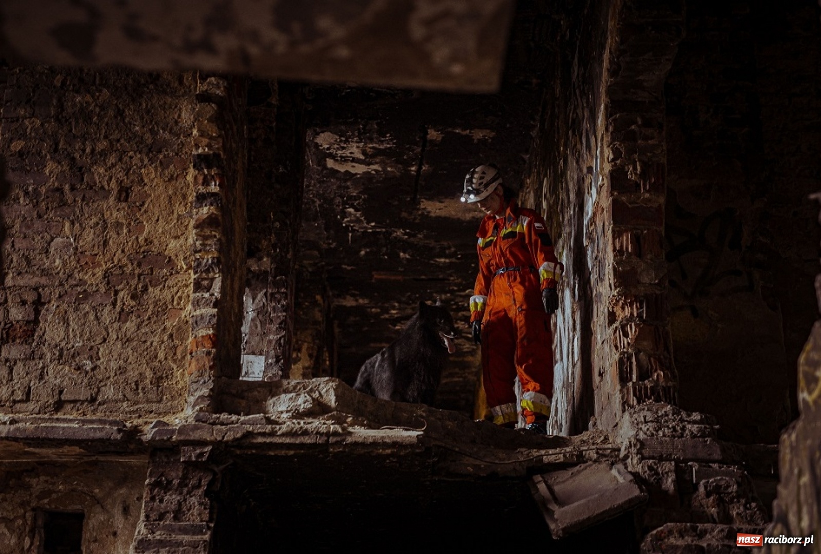 Zdjęcie w galerii na portalu naszraciborz.pl: Psy ratownicze 13 ŚBOT rozpoczęły szkolenie wiadomości z regionu