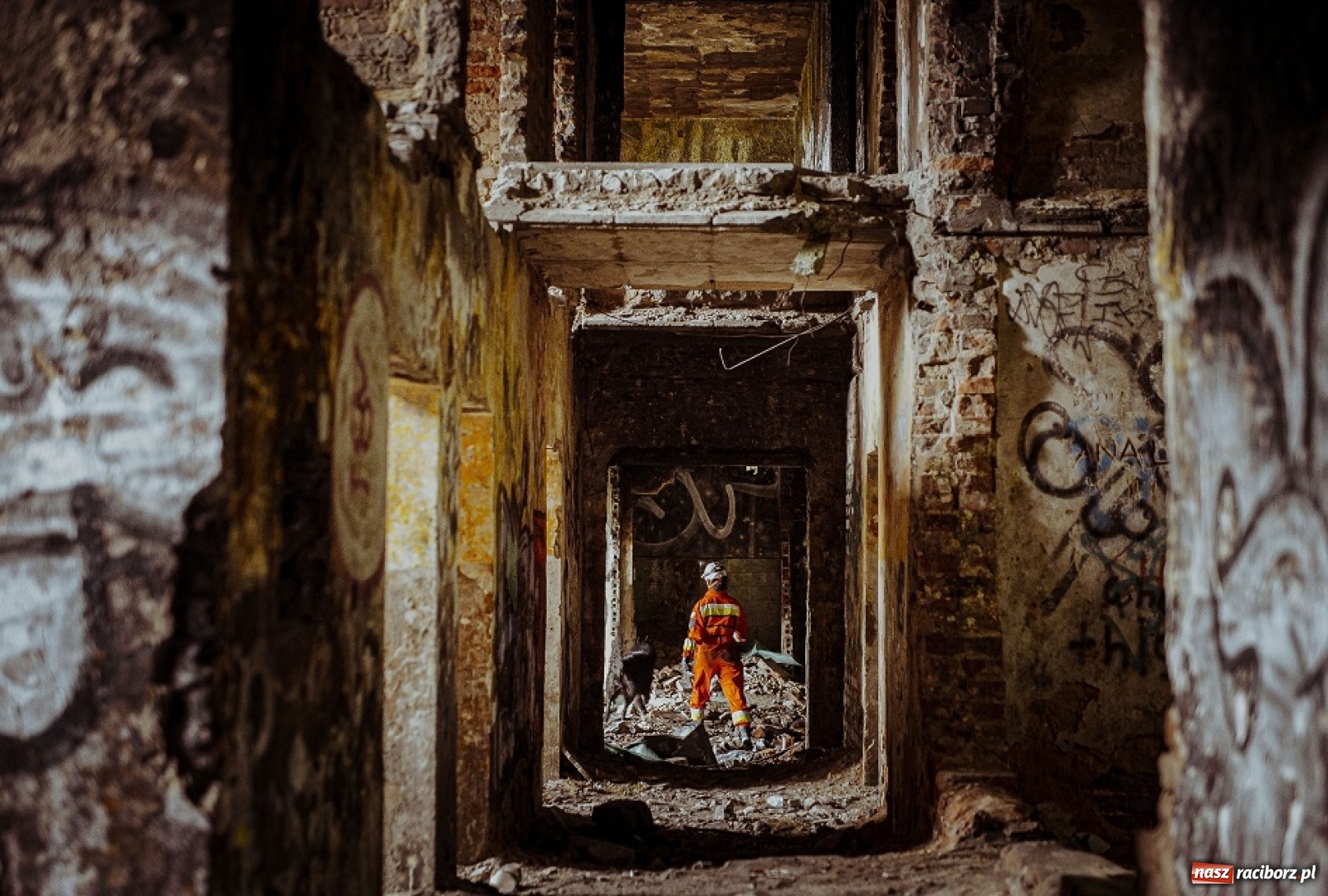 Zdjęcie w galerii na portalu naszraciborz.pl: Psy ratownicze 13 ŚBOT rozpoczęły szkolenie wiadomości z regionu