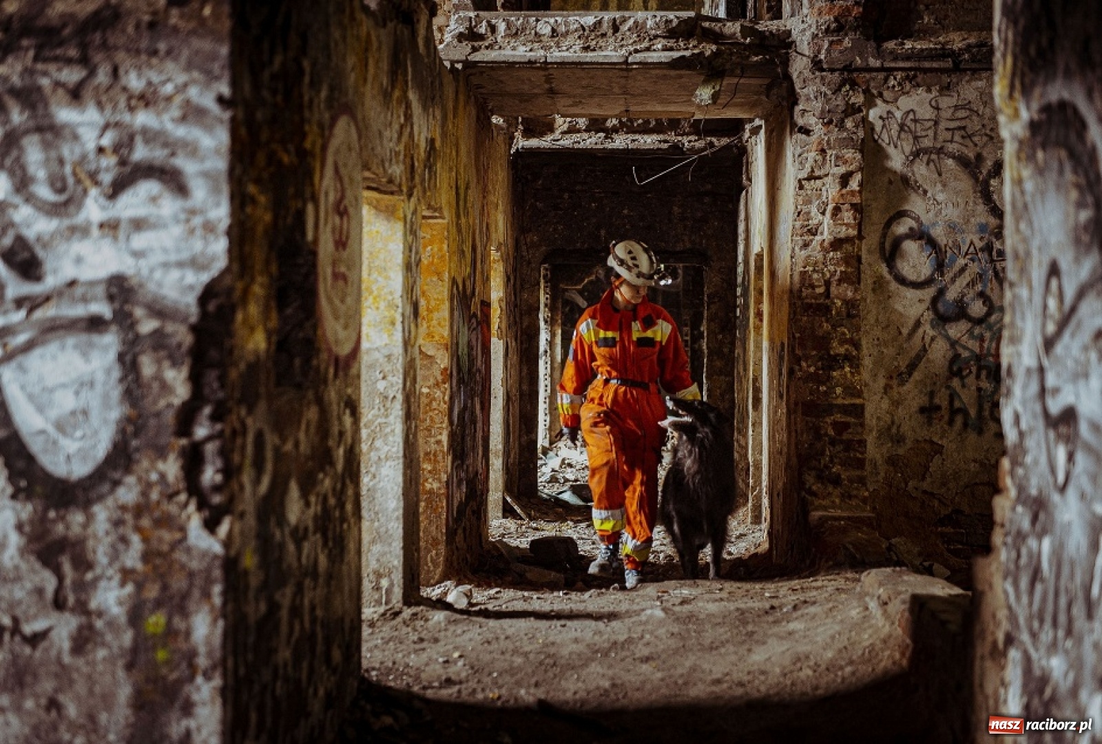 Zdjęcie w galerii na portalu naszraciborz.pl: Psy ratownicze 13 ŚBOT rozpoczęły szkolenie wiadomości z regionu