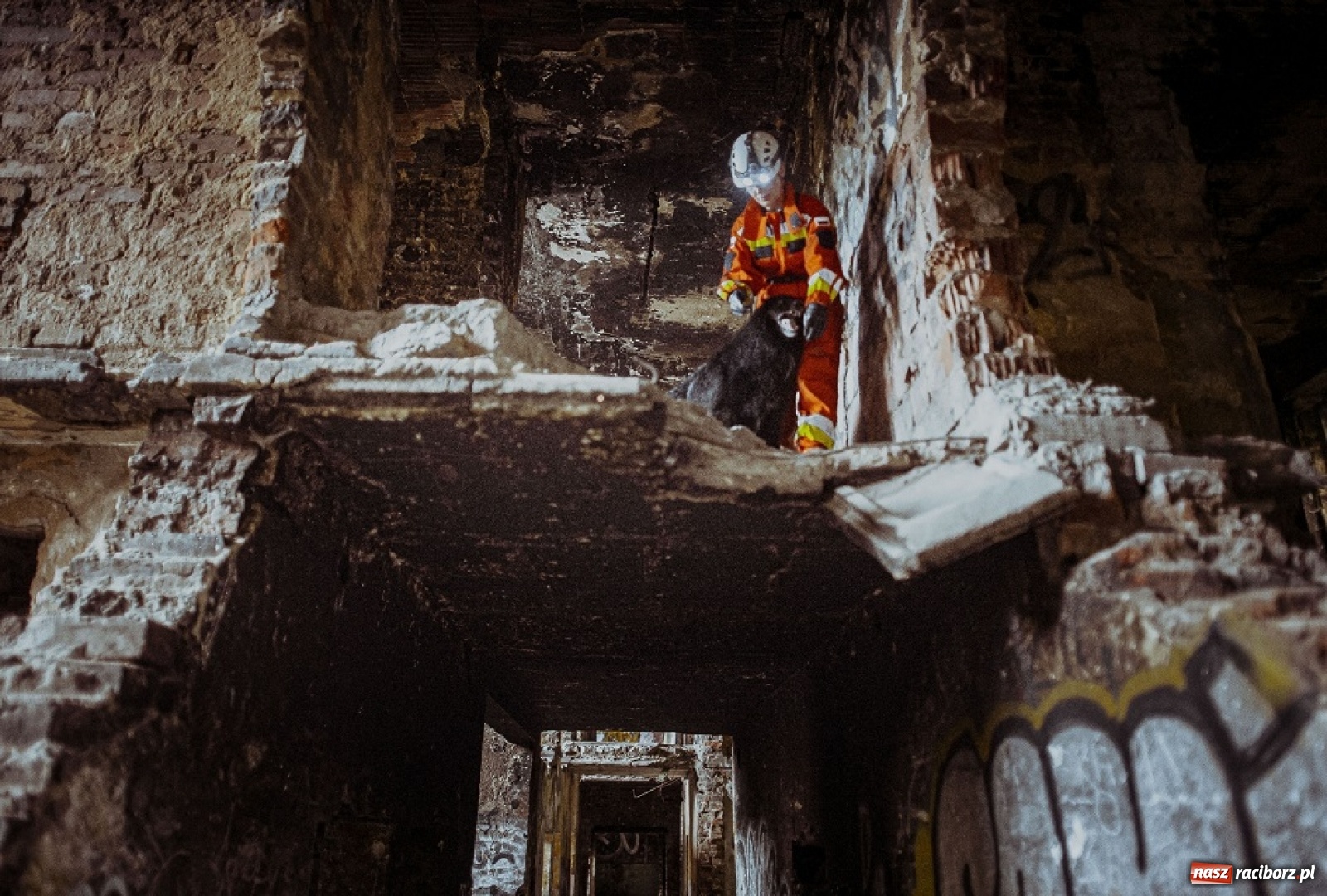 Zdjęcie w galerii na portalu naszraciborz.pl: Psy ratownicze 13 ŚBOT rozpoczęły szkolenie wiadomości z regionu